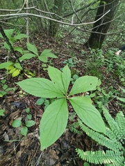 Brachybotrys paridiformis