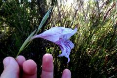 Gladiolus roseovenosus