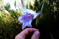 Gladiolus roseovenosus