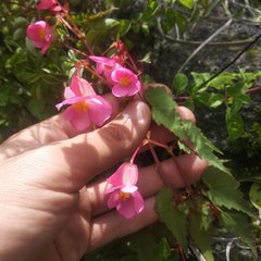 Begonia gracilis