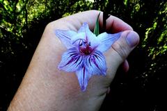 Gladiolus roseovenosus