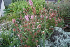 Erica verticillata