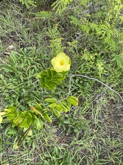 Pentalinon luteum