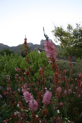 Erica verticillata