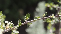 Ceanothus pauciflorus