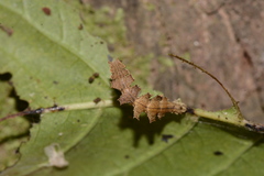 Dichorda iridaria