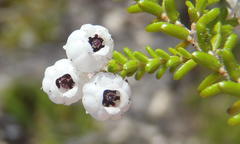 Erica formosa