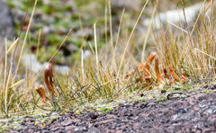 Phlegmariurus crassus