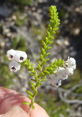 Erica formosa