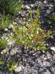 Erica formosa