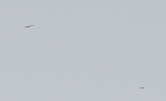 Geranoaetus polyosoma