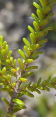 Erica formosa