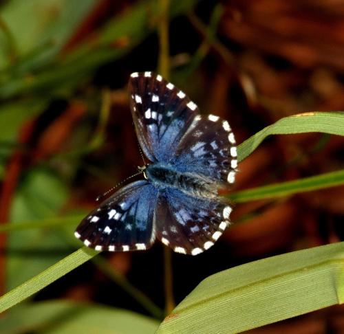 Vivid Pierrot photo 3