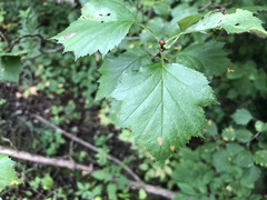 Crataegus pruinosa