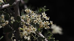 Ceanothus pauciflorus