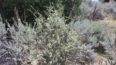 Ceanothus pauciflorus