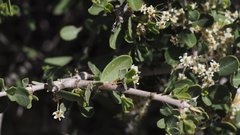 Ceanothus pauciflorus