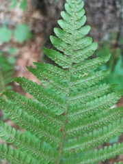 Dryopteris crassirhizoma