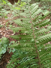 Dryopteris crassirhizoma