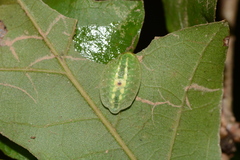 Heterogenea shurtleffi