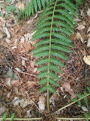 Dryopteris crassirhizoma