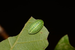 Heterogenea shurtleffi