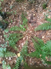 Dryopteris crassirhizoma