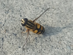 Helophilus pendulus