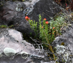 Castilleja fissifolia