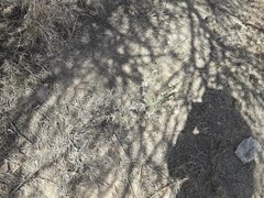 Prosopis reptans