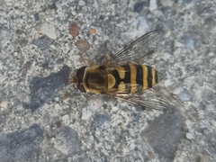 Syrphus ribesii