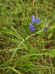 Gentiana triflora