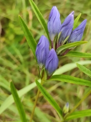 Gentiana triflora