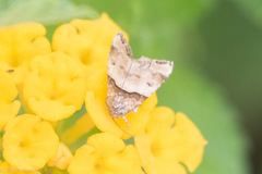 Cobubatha dividua