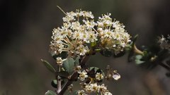 Ceanothus pauciflorus