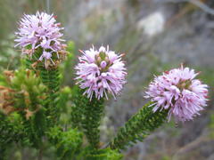 Stilbe ericoides