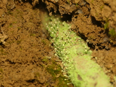 Chaenotheca furfuracea