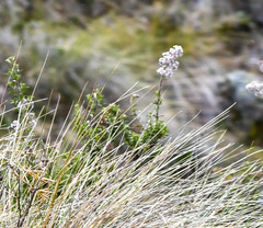 Valeriana microphylla