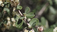 Ceanothus pauciflorus