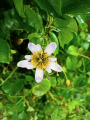 Passiflora bicornis