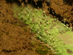 Chaenotheca furfuracea