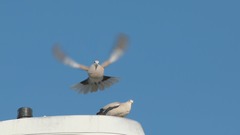 Streptopelia decaocto