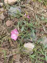 Convolvulus chinensis