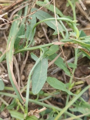 Convolvulus chinensis