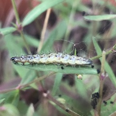 Uresiphita reversalis