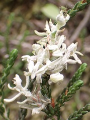 Exobasidium cassiopes