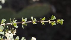 Ceanothus pauciflorus