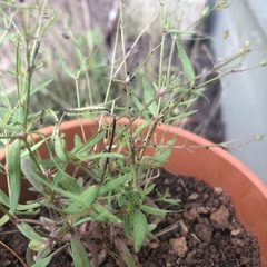 Uresiphita reversalis