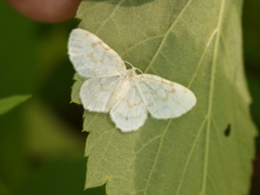 Hydrelia albifera