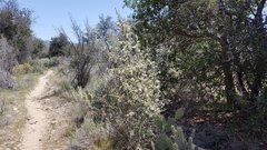 Ceanothus pauciflorus